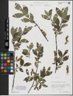 Foto von Salix hegetschweileri Heer